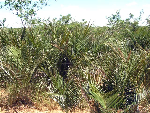 نخل سرگردان